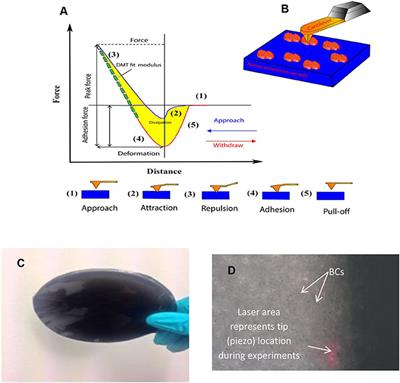 Elastic Behavior of Nanophases in Polyvinyl Alcohol (PVA)/Bamboo Charcoal (BC) Nanocomposite Films